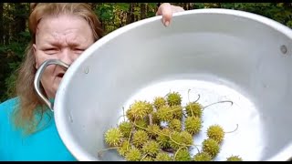 Making A Sweetgum Tincture [upl. by Duyne]