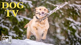 DOG TV Best Winter Video to Keep Dogs Calm amp Entertain While Youre Away  Happy Tunes for Dogs [upl. by Laohcin750]