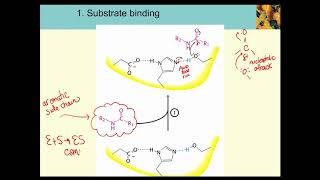 Serine Protease [upl. by Ruperto]