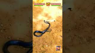 Black Cobra VS Mongoose Who is the Winner blackcobra mongoose [upl. by Irme129]