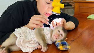 Monkey Tina lies quietly while his mother removes earwax and cleans his ears [upl. by Norvol]