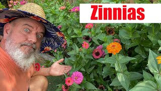 Growing Zinnias and Care of Zinnia Plants [upl. by Mingche]