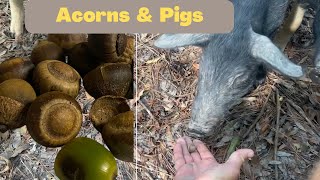 Mangalitsa Pigs Relish Acorns and Drastically Reduce Commercial Feed Consumption [upl. by Leahcimdivad]