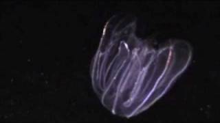 Lobate Ctenophore in Bocas del Toro [upl. by Autrey998]