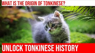 Exploring the History of the Tonkinese Cat Breed [upl. by Betti]