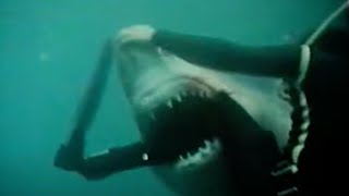 This Great White Ripped Henri Bources Leg Off ON CAMERA [upl. by Maria]