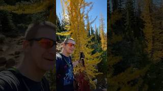 The larches are amazingly glowing part 1 larch hike pnw explore [upl. by Mello]