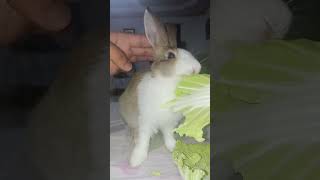 Bunny 🐰 eating Leafly veggies 🥬 [upl. by Hugibert266]