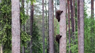 Adorable Baby Bears Climb Tall Tree [upl. by Fons]