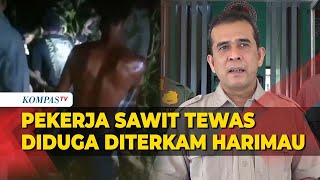 Sedang Buang Air Kecil Pekerja Sawit Diduga Kena Terkam Harimau [upl. by Llorrad]