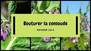 🌿 Comment faire des boutures de racines de consoude [upl. by Gnouv]