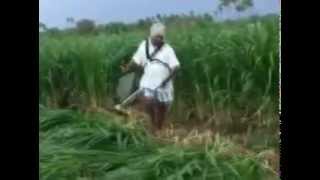 Agricultural Brush Cutter Can cut anything TRY IT from wheat crops to trees [upl. by Oludoet230]