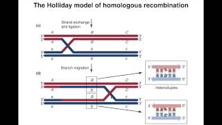 Homologous Recombination I [upl. by Izzy]