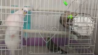 La llegada de Blu asusta a Pioli 🐦 budgies birds funny cute parati viralvideo [upl. by Heintz]