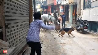 Dog Attacks Horse Never Pat Wide Dogs [upl. by Frankel]