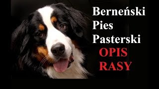 Berneński Pies Pasterski  OPIS RASY [upl. by Aicil]