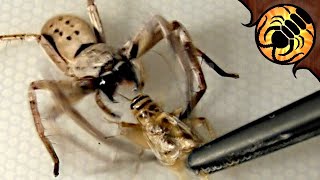 Huntsman Spider ATTACK Feeding compilation [upl. by Dimmick]