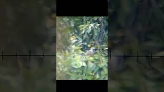 110m telak tekukur LB slug mantap shots hunting sniperelite [upl. by Enale]