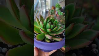 Agavoides sukulentshortyoutubeshortshortvideoyoutubeyoutubevideoflowerssukulent [upl. by Ellecram613]