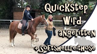 Quickstep wird angeritten  RidersDeal Softshellreithose [upl. by Haland]