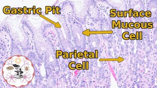 Stomach Histology  From Schematic to Slide [upl. by Eneirda119]