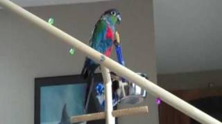 Crimson Bellied Conure Potty Trained Stunning pet [upl. by Ardnuassac118]