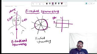 biradial symmetry [upl. by Ennael]