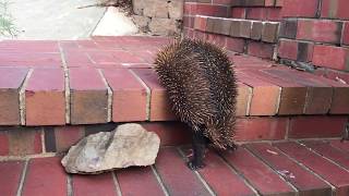 Why did the Echidna climb the stairs [upl. by Eirdua]