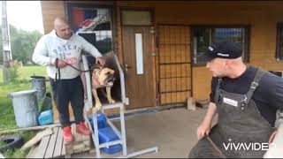 Bandog Héra training day 3 K9 Jager Slovakia [upl. by Connor]