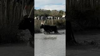 Abrivado bandido à Aigues Mortes manade Saint Louis [upl. by Samuele]