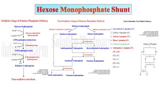 08 HMP Shunt Part 02  Significance of Hexose MonoPhosphate Shunt  PPP  Biochemistry [upl. by Embry]