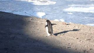 adorable adelie penguin [upl. by Axe133]