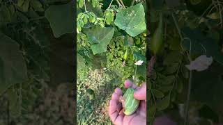 Ivy Gourd Picking On A Sunny Day kovakka tindora kovakkai [upl. by Nai]