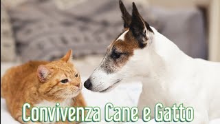 Convivenza tra Cane e Gatto  Consulente Felino  Addestramento Cani [upl. by Yrffej]