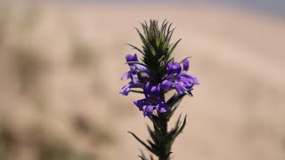 Stemodia  flora argentina  plantas palustres  plantas nativas de argentina [upl. by Ahsimrac866]