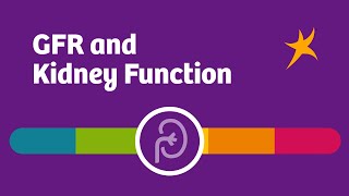 GFR and Kidney Function [upl. by Nelia]