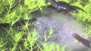 Newt feeding frenzy on frogspawn [upl. by Jillana711]