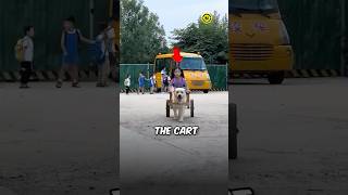 This Dog Comes to Pick Up Owner from School [upl. by Emlin]