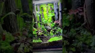 Decor Terrarium 73 terrariumart terrariumdesign aquarium miniterrarium terrariumlove trending [upl. by Oner]