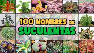 100 PLANTAS SUCULENTAS y su NOMBRE CIENTÍFICO [upl. by Meridel750]