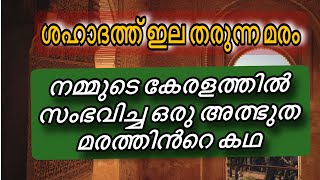 നമ്മുടെ കേരളത്തിൽ സംഭവിച്ച ഒരു അത്ഭുത മരത്തിൻറെ കഥ malayalamislamicspeech islamichistorymalayam [upl. by Mccreery920]