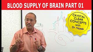 Blood Supply of Brain  Circle of Willis  Part 111 [upl. by Gill]