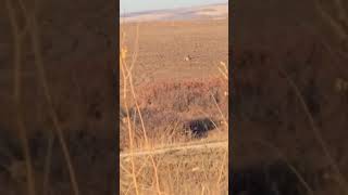 Coywolf sighting in Saskatchewan [upl. by Nylatsyrc]