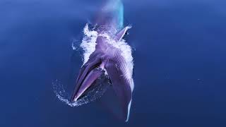 Whale Documentary 2021 A Year in my Life 2 [upl. by Ybbor]