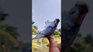 HAGOROMO PARAKEETS BUDGIES 😱😱GRABI ANG GANDA viralshortvideo fyp highlights parakeets budgies [upl. by Neivad963]