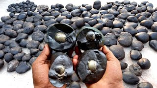 Shaligram  sri hiranya garbha shaligram shila [upl. by Enyaz624]