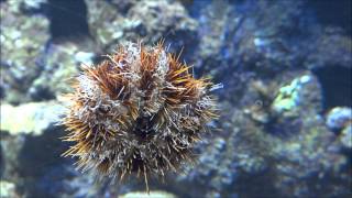 common sea urchin  Echinus esculentus  Essbarer Seeigel deutlich sichtbare Ambulakralfüßchen [upl. by Ibbie]