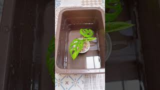 Mini betta pond with monstera aquaticplants bettafish monstera [upl. by Sells]