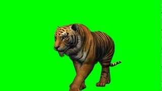 Tiger walk  free green screen [upl. by Hyacinthie806]