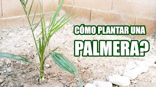 🌴A qué Distancia de la Pared debo Sembrar una PALMERA PALMA de DÁTIL  Cómo sembrar una palmera [upl. by Aicilf]